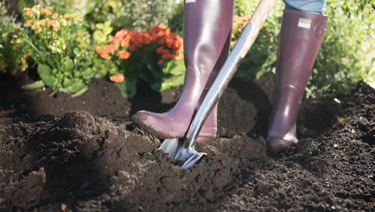 Person shoveling healthy soil in purple boots