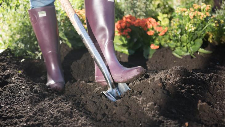 Person shoveling healthy soil in purple boots