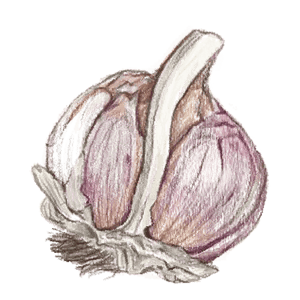 Purple Creole Garlic Illustration