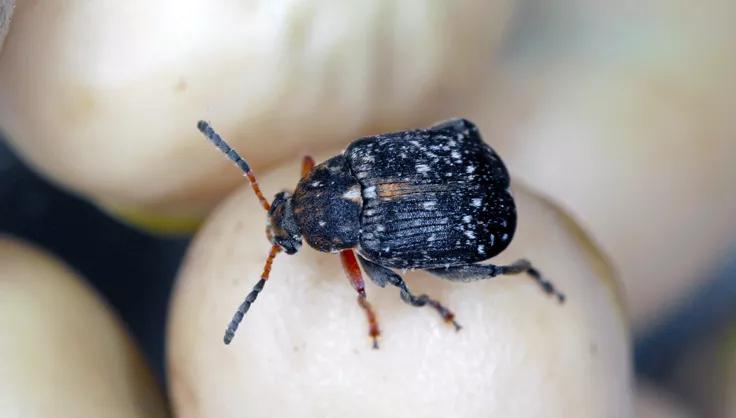 Pea Weevil sitting on a pea