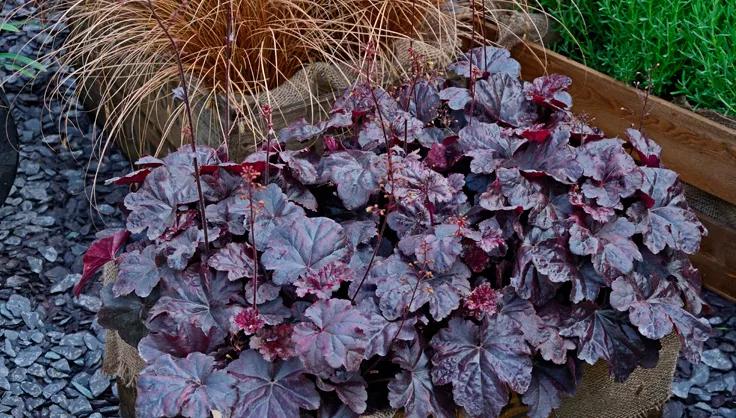 Heuchera Obsidian