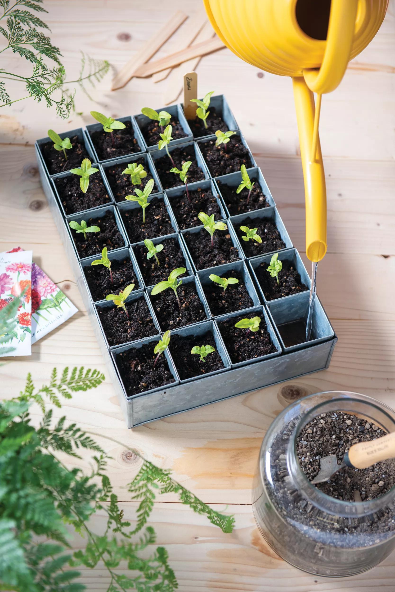 Self-Watering Galvanized Seed Starting Tray