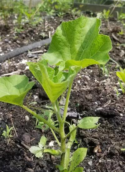 Birdhouse gourd plant growing