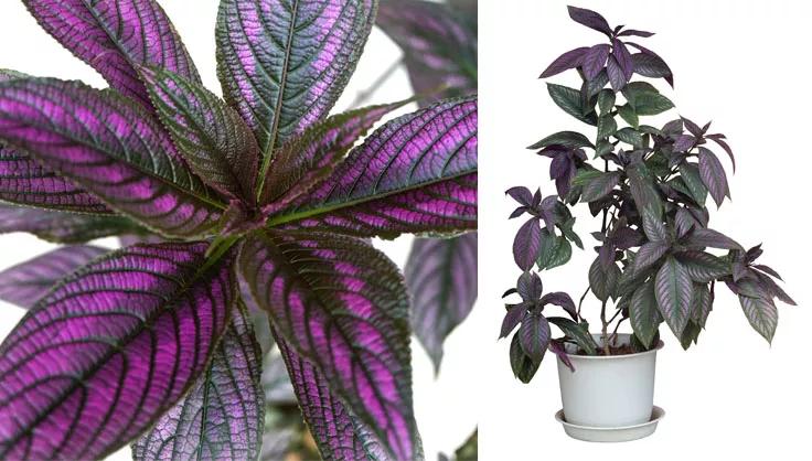 Perisian Shield Plant close up of purple and green leaves on the left, Potted plant on right