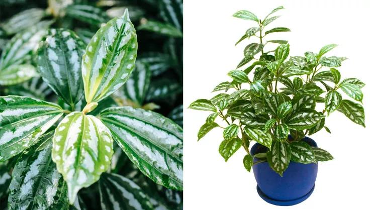 Aluminum Plant up close of leaves on the left and a potted plant in blue pot on right