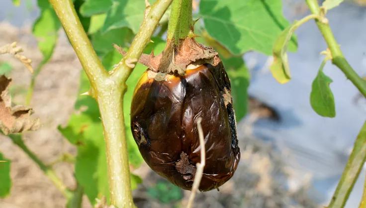 Phomopsis Blight on an eggplant