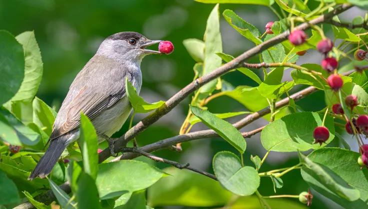 4 Tips to Lure Birds to Your Garden, and Why That's Important