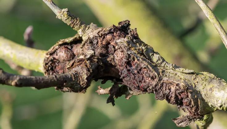 Bacterial canker on apple tree