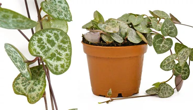 String of Hearts close up of leaves and potted