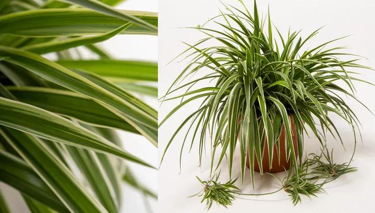 Close up of leaves on a Spider plant and one planted in a terra cotta pot