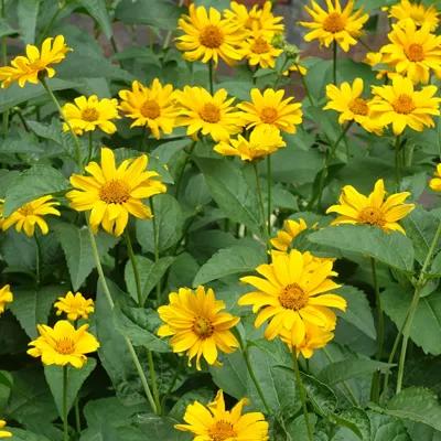 False Sunflower 'Heliopsis helianthoides'