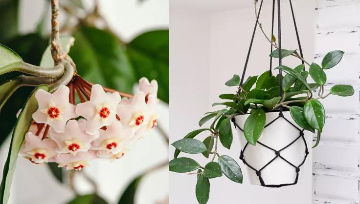 Hoya star flowers and hanging hoya plant in white pot