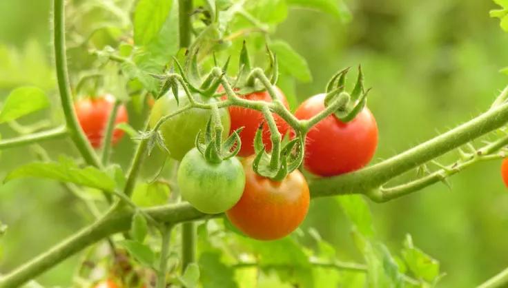 Cherry tomatoes growing on vine