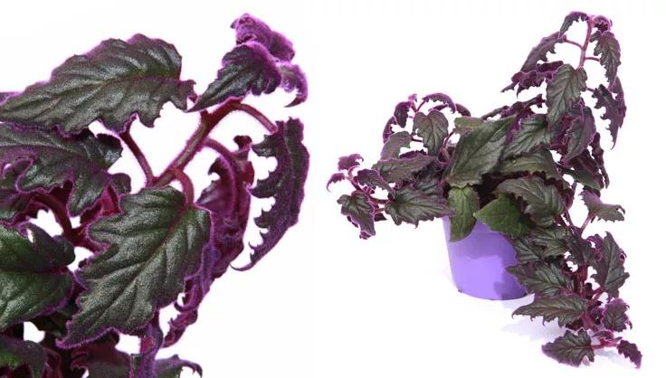 Purple Passion Plant up close with fuzzy leaves