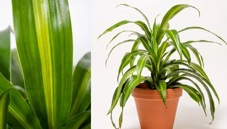 Close up of a Dracaena leaf and a plant potted in a terra cotta pot