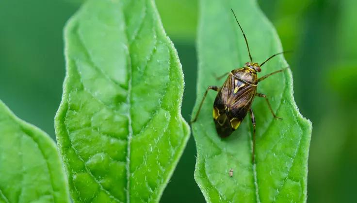 Tarnished Plant Bug on leaf