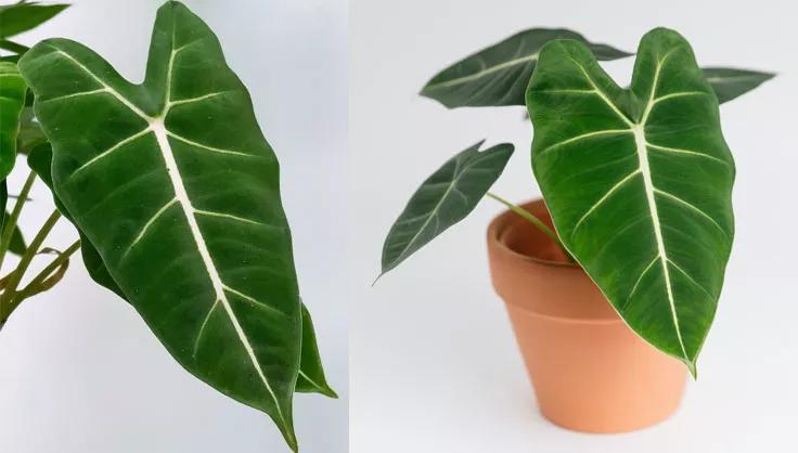 Alocasia Frydek leaf and potted plant