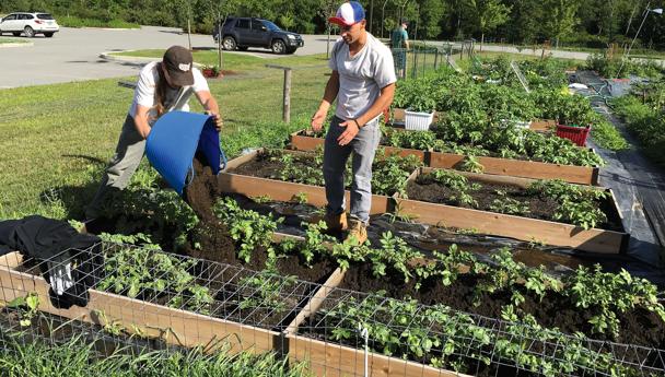 Company Farm