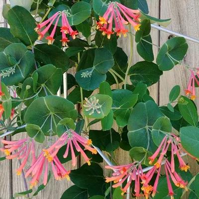 Coral Honeysuckle