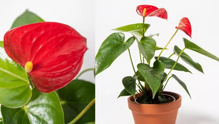 Anthurium plant close up of red flower and a plant potted in a terra cotta pot
