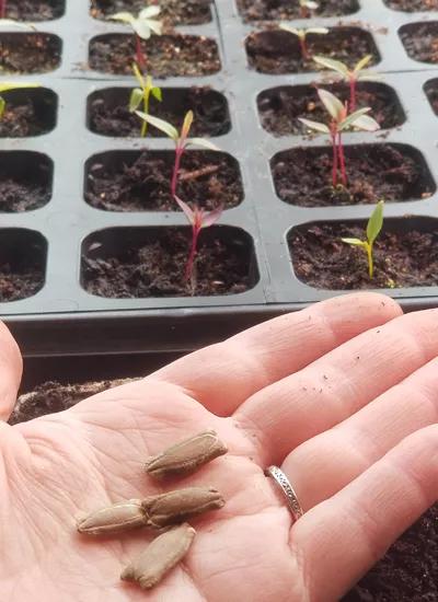 Planting Birdhouse Gourd Seeds