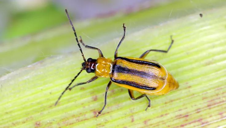 The Western corn rootworm