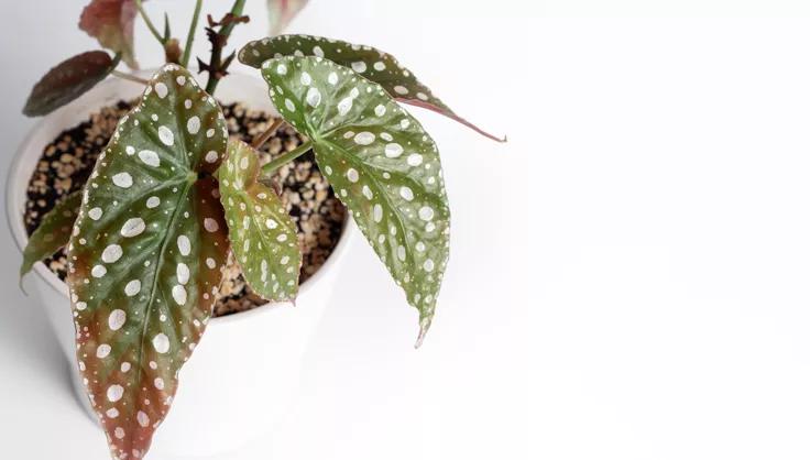 Begonia Maculata in a white pot