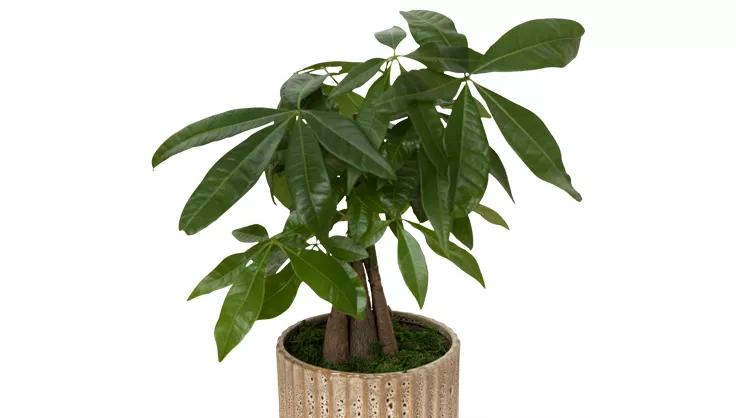 Money Tree planted in a beige ribbed ceramic pot