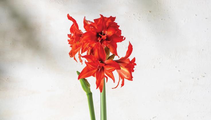 Two varieties of amaryllis in bloom