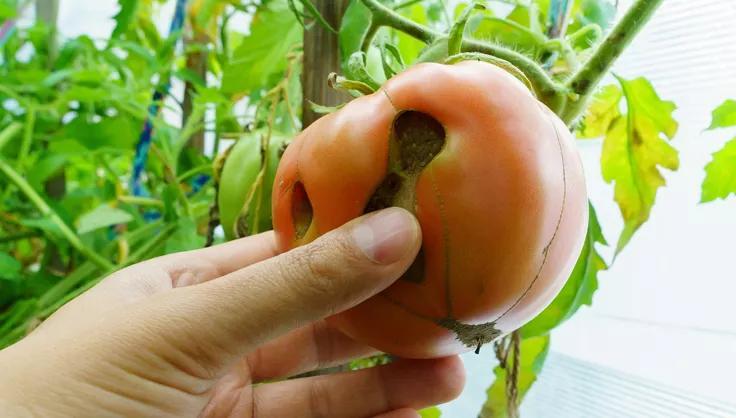 Phytophthora Fruit Rot on tomato