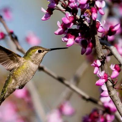 Hummingbird Foraging Pink Flowers Adults Paint by Numbers Kit Free