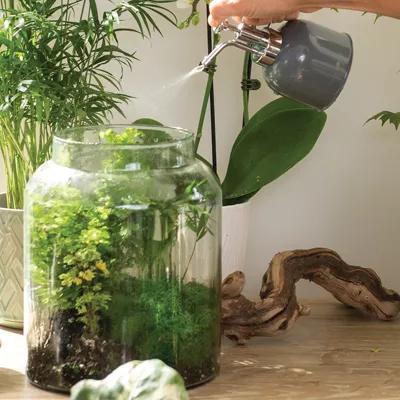 Glass terrarium being misted with water