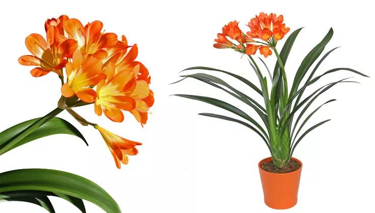 Clivia flower close up on left and a potted Clivia plant on the right