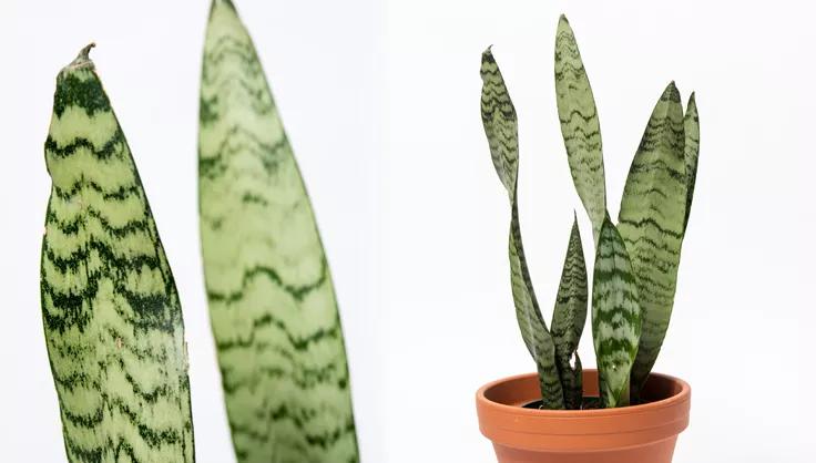 Close up of Snake Plant leaves and a Snake plant potted in terra cotta pot