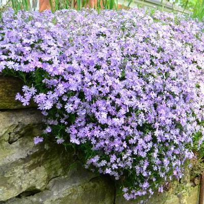 Creeping Phlox