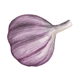 Purple Strip Chesnok Red Garlic Illustration