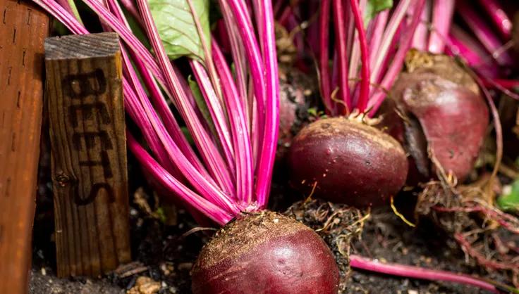 How To Store Fresh, Firm Beets For Winter: Ultimate Guide