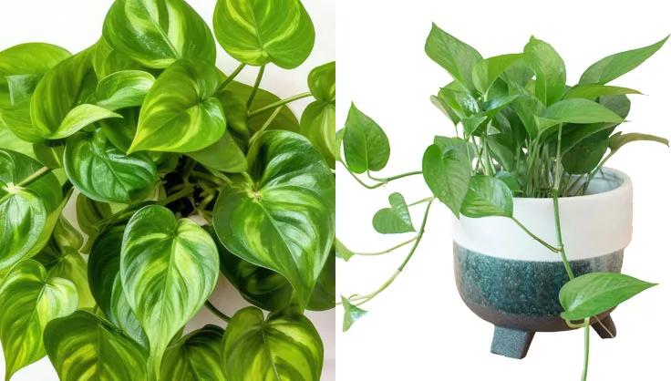 Close up of Jade Pothos leaves and potted in ceramic pot with blue bottom