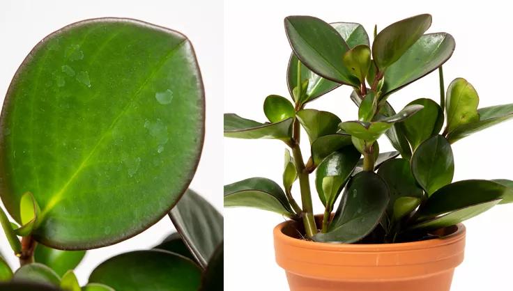 Close up of Peperomia leaf and one in a terra cotta pot