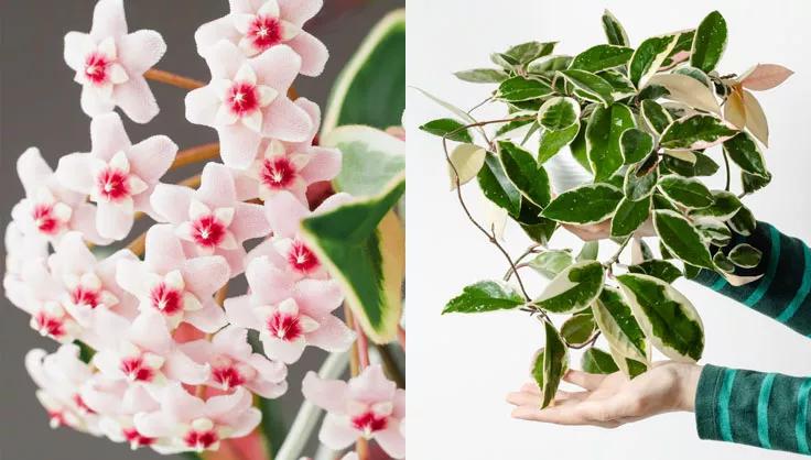 Close up Hoya Krimson Queen flowers on the left and full plant being held on the right