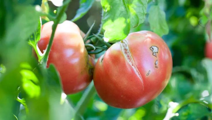 Cracked red tomato on vine