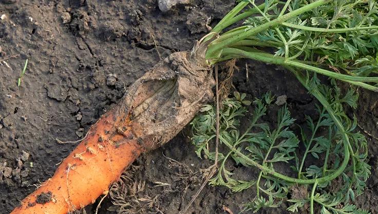 Canker on a carrot