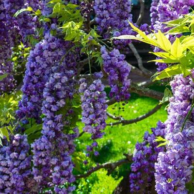 American Wisteria