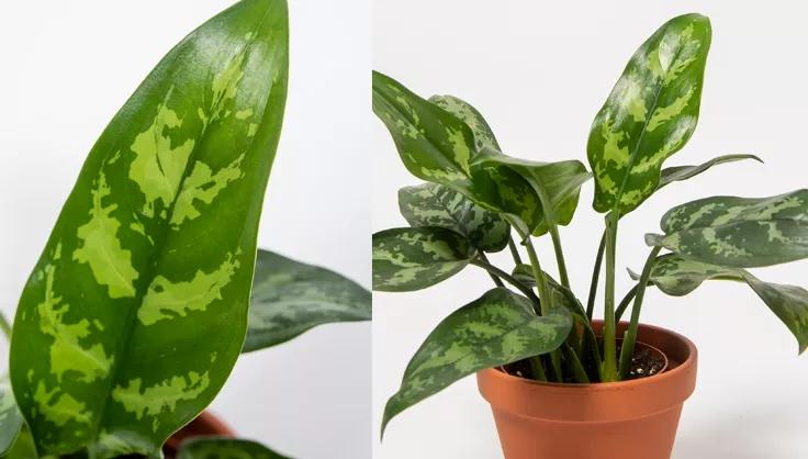 Close up of Silver Queen Aglaonema leaf and a potted plant in terra cotta pot